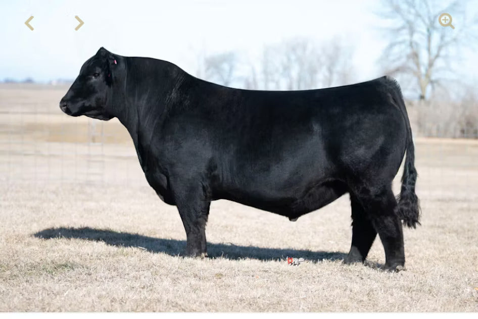 WINC All Right 213K Bull Semen - Genesource