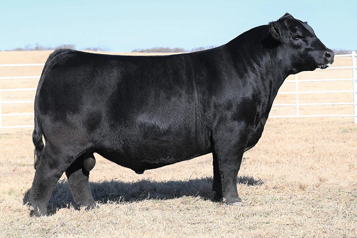 Hummel Argentine Bull Semen - Genesource