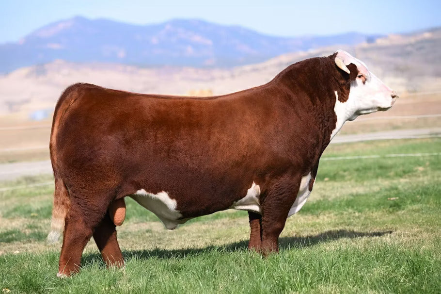 JPV Firestone 28