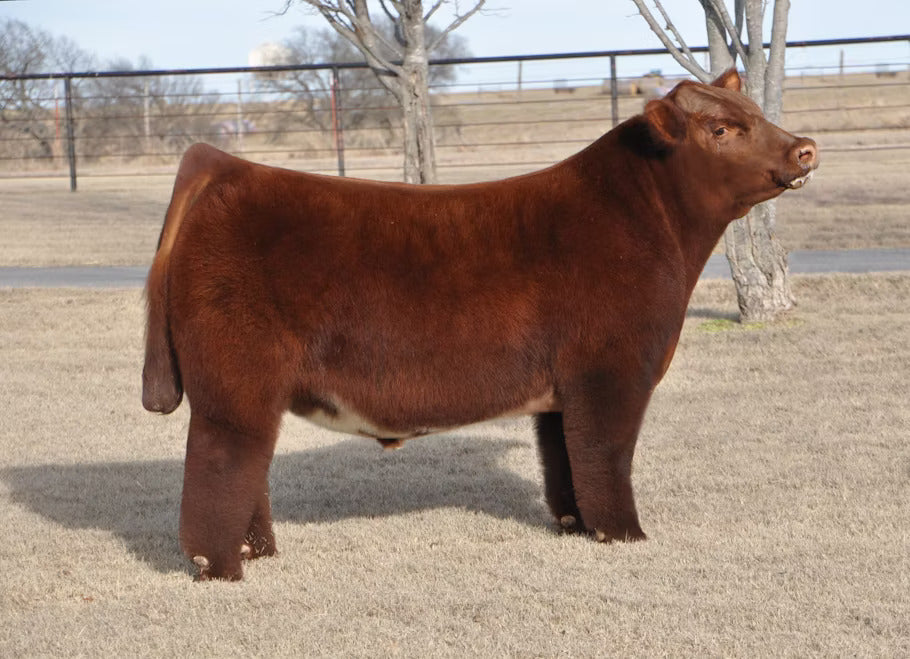 Born 2 Win Bull Semen - Genesource