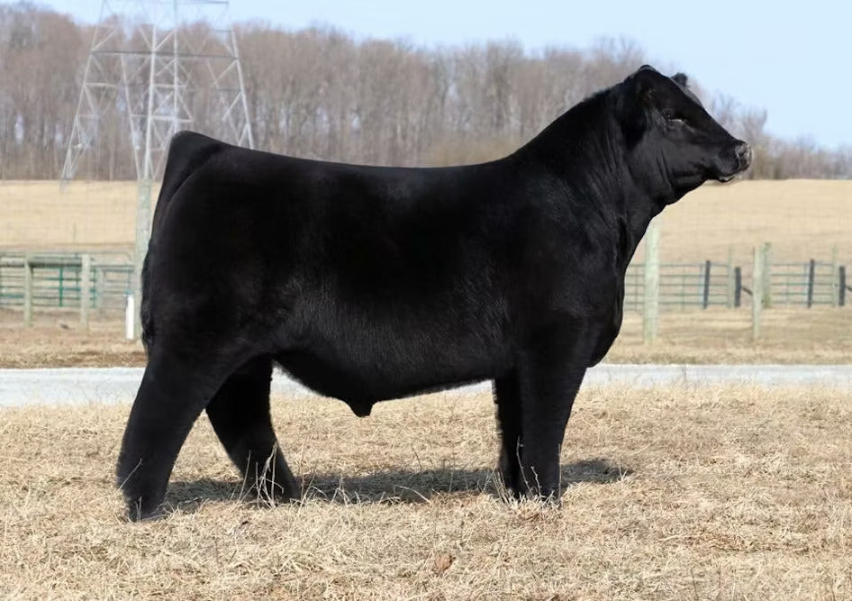 TMAS Can't Touch This 8531F Bull Semen - Genesource