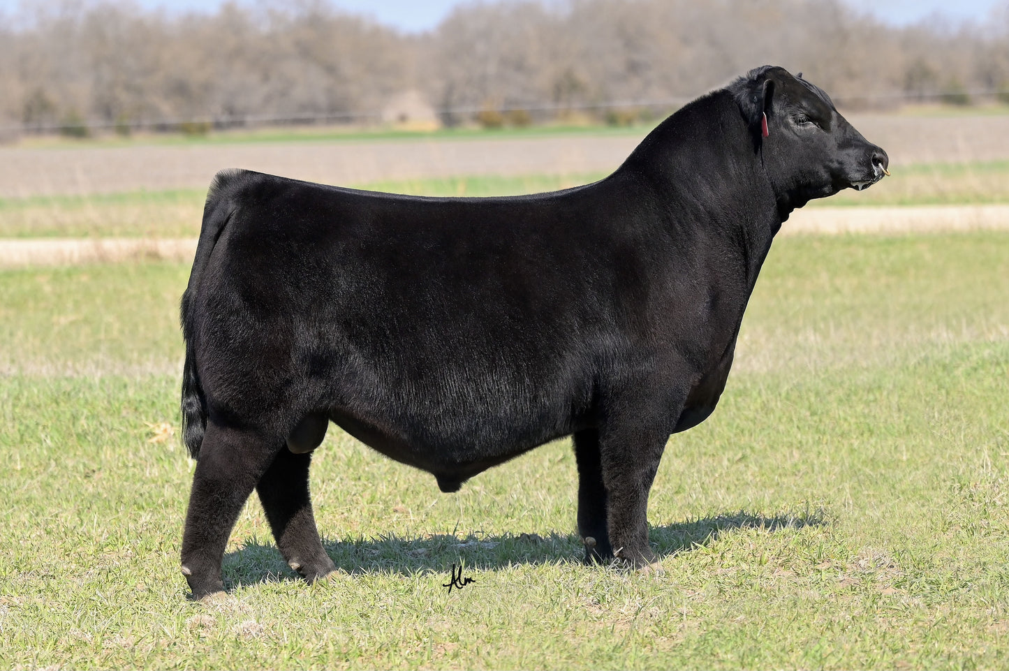 Rose Replay 3321 Bull Semen - Genesource