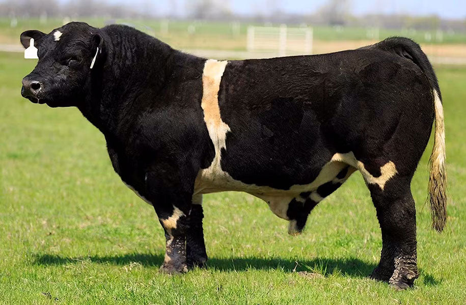 American Ranger Bull Semen * Genesource