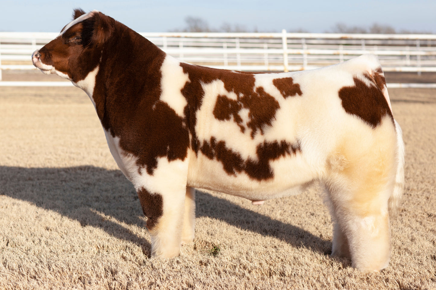 Bill Club Calf Bull- Genesource