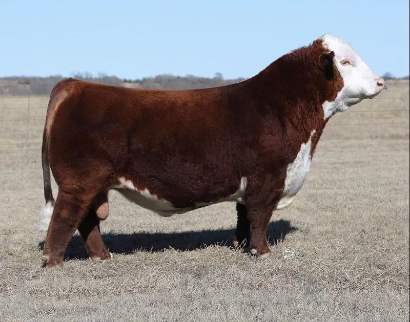 BK Red River H18 Hereford BUll
