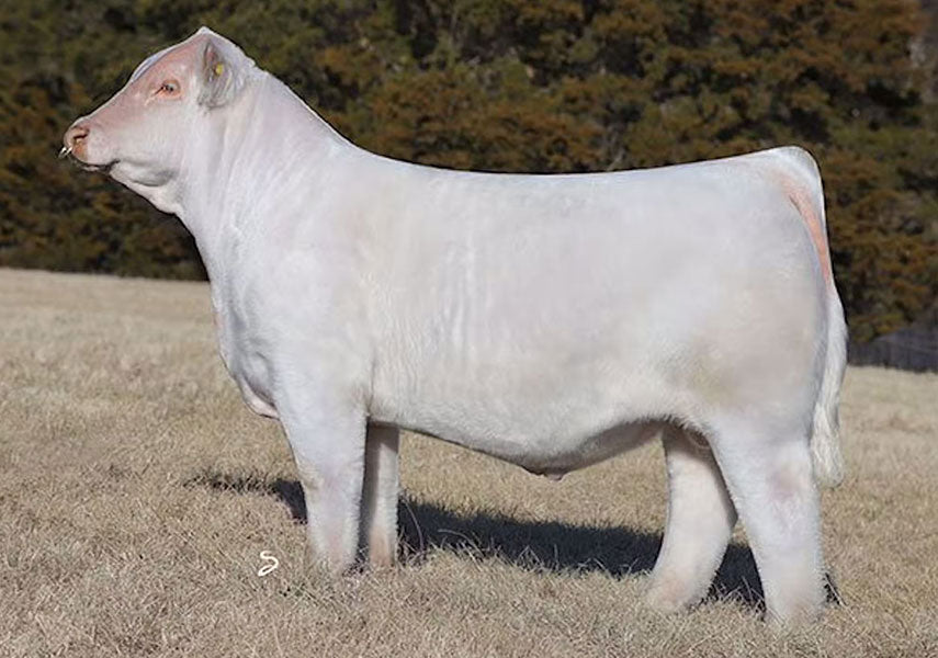 Boy Outlier 812 Bull Semen * Genesource