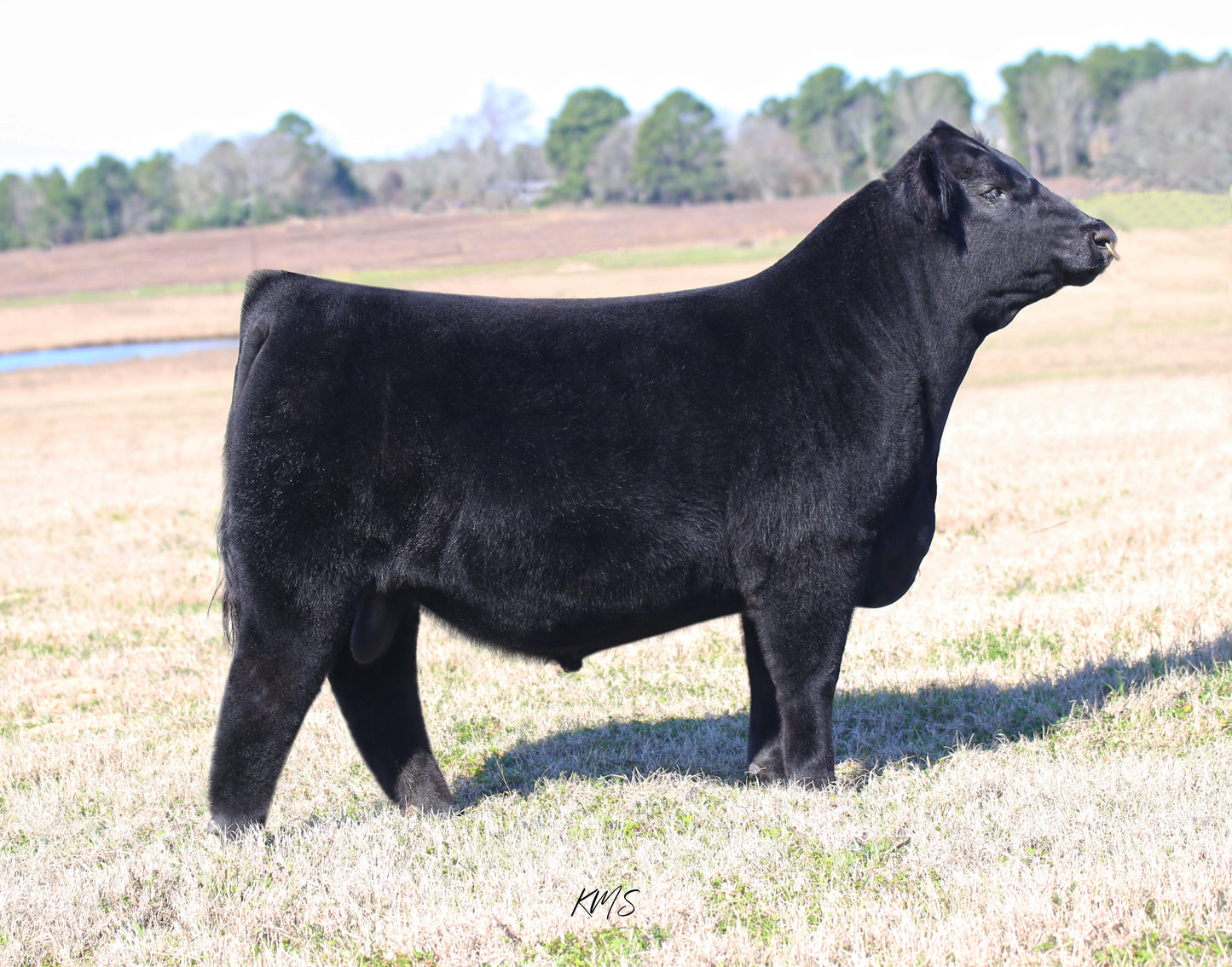 Circle S Moxy 406 Angus Bull- Genesource