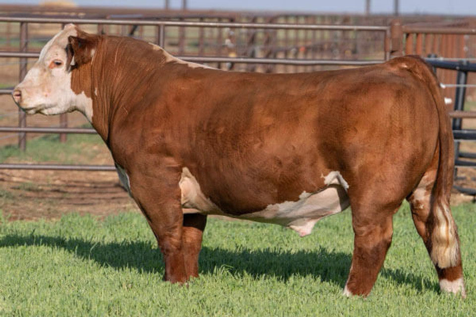 CockaDoodleDo Club Calf Hereford Bull - Genesource
