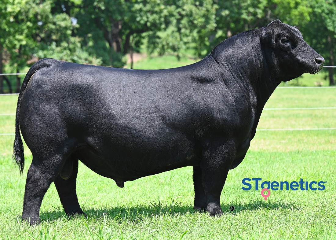 Conley A-1 Bull Semen - Genesource