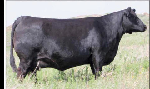 AKERS JAUNADA 9100- Dam of Play it Safe Angus Bull-Gensource