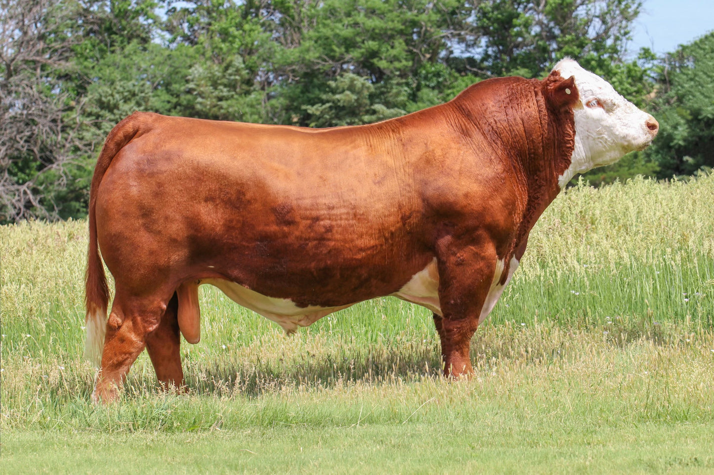 KJ TWJ 907E Liberty 159H ET Hereford bull Genesource