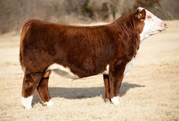 Fearlesss hereford bull- Genesource