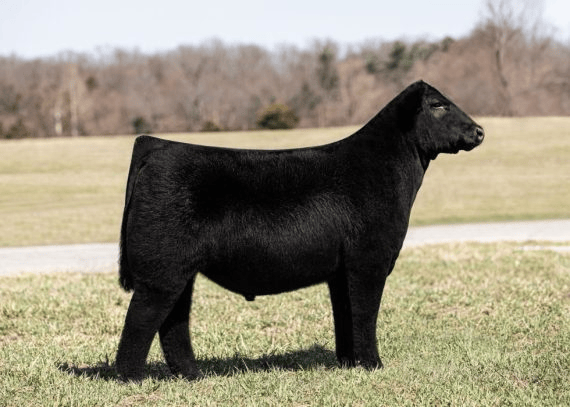 FSF Flair Bull Semen * Genesource