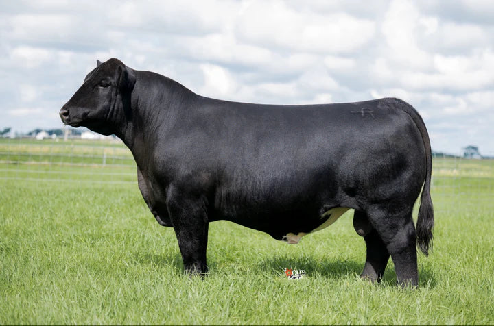 Full Circle Maine Anjou Bull- Genesource