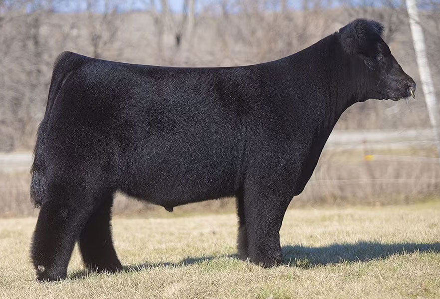 Here I Am Bull Semen * Genesource