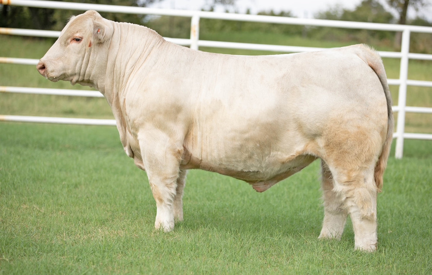 Sugar Daddy Club Calf Bull- Genesource