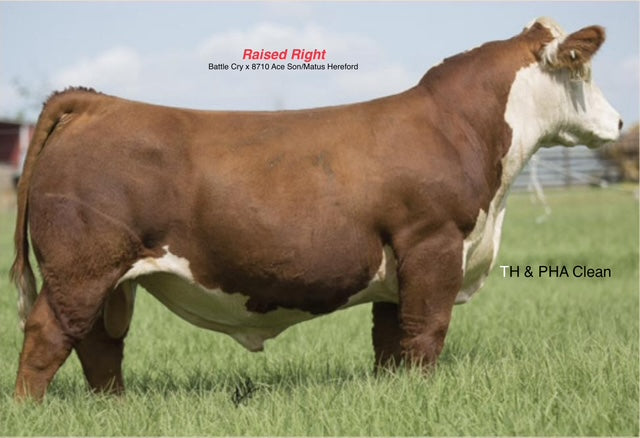 Raised Right Hereford Marked Bull- Gensource
