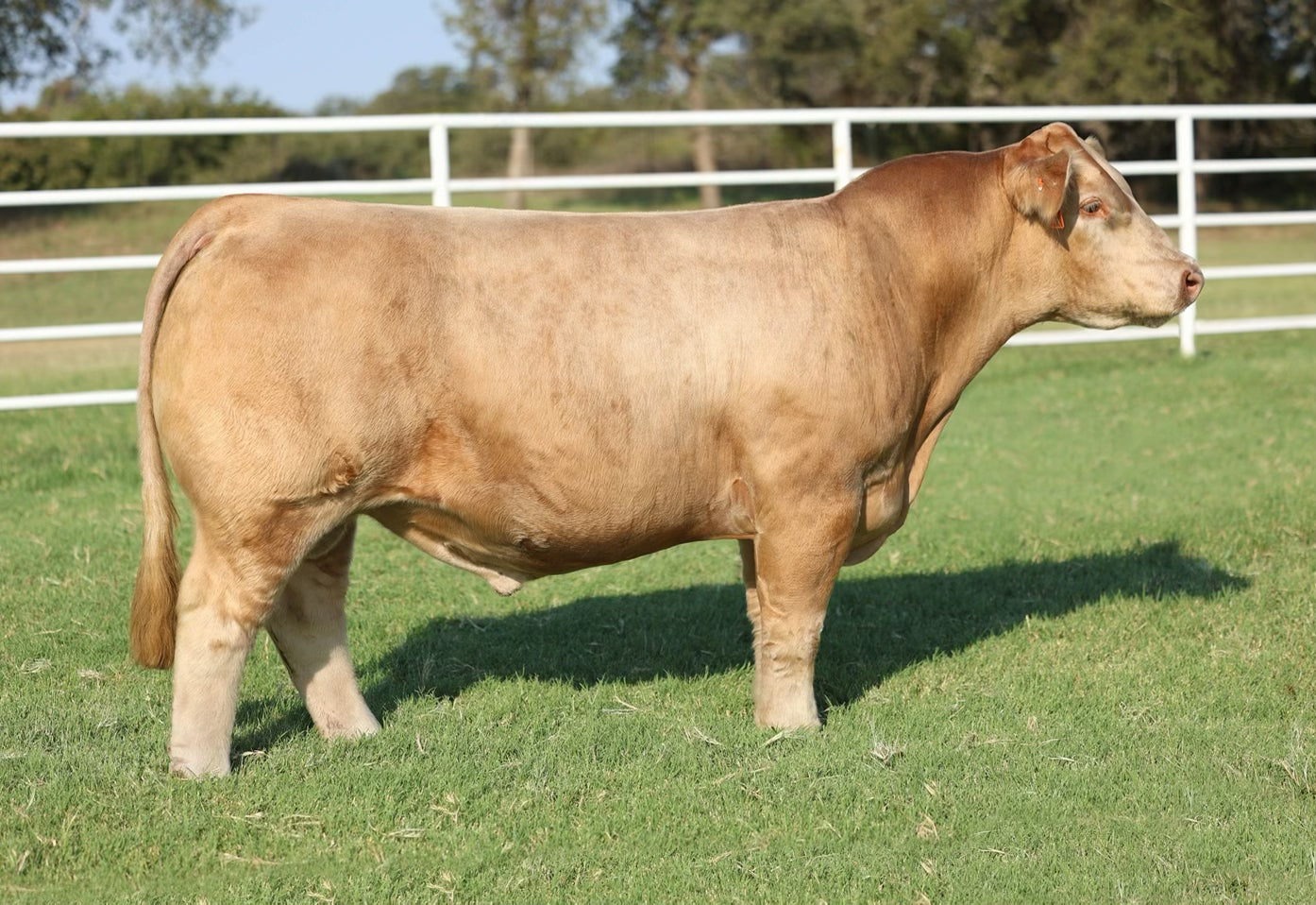 Handy Man Club Calf Bull- Genesource