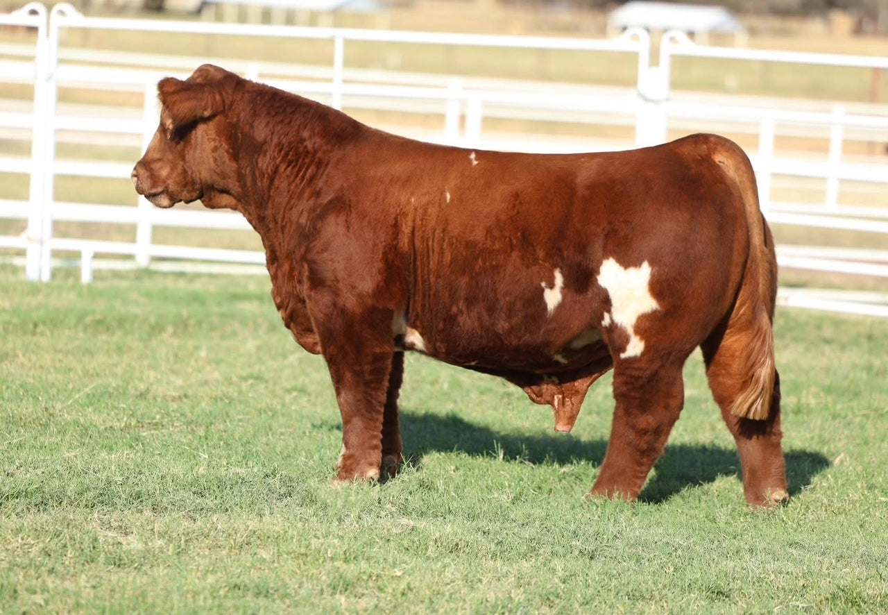 Golden Bird American Influence Bull- Genesource