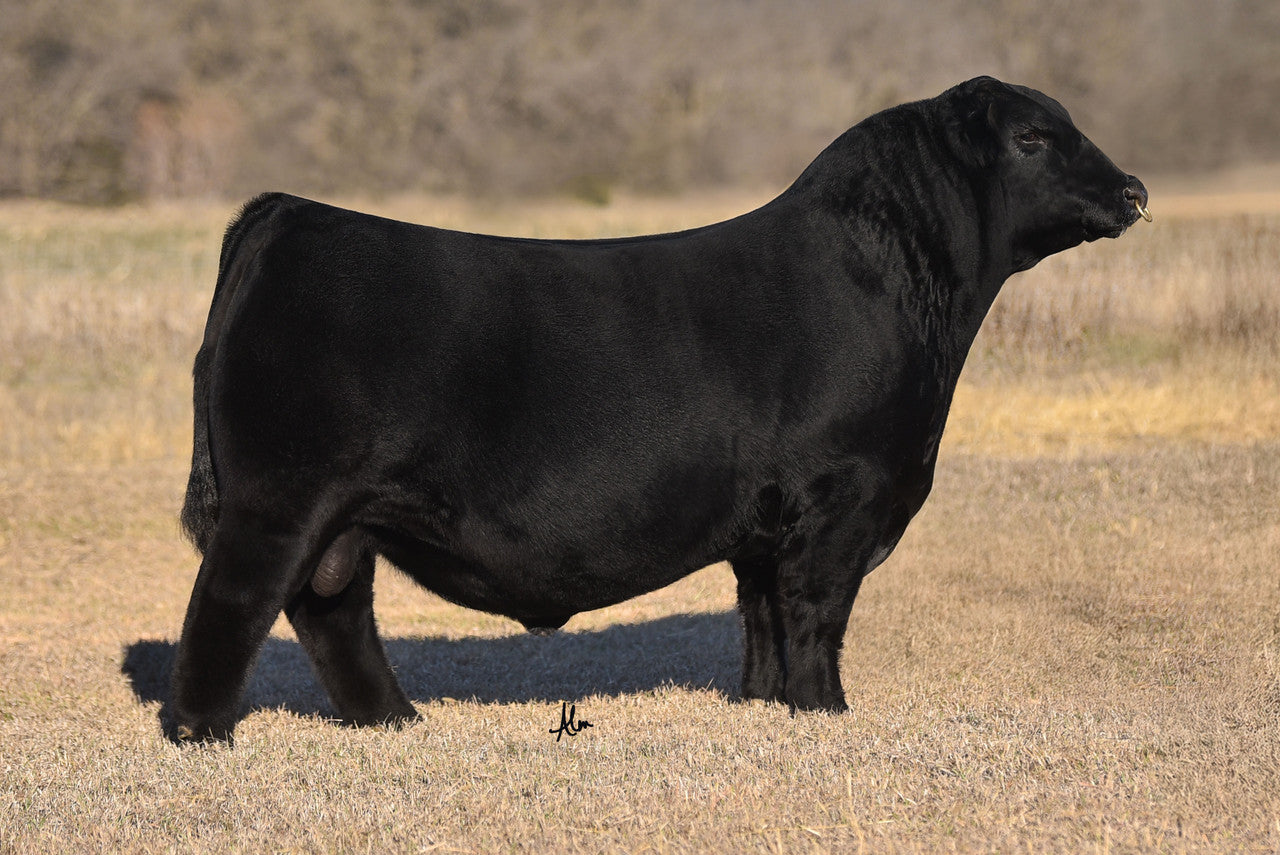Sanders Impulse 35M Angus Bull- Genesource
