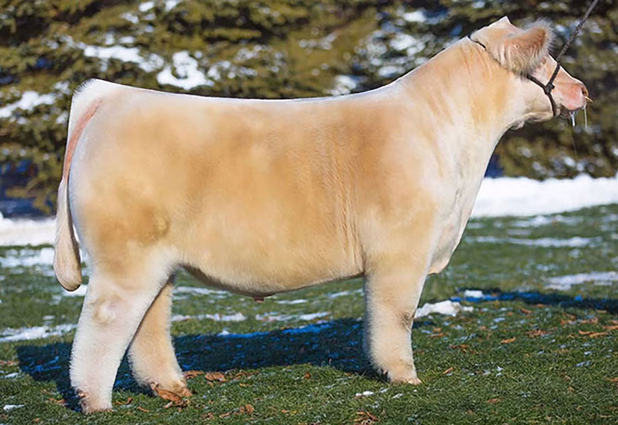 In God We Trust Bull Semen * Genesource