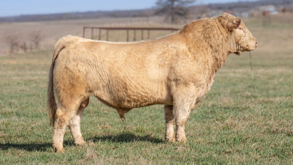 Jackie Moon Club Calf Bull - genesource
