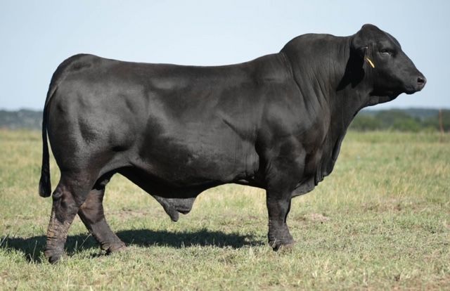 TJM Three D 59C2 Bull Semen * Genesource