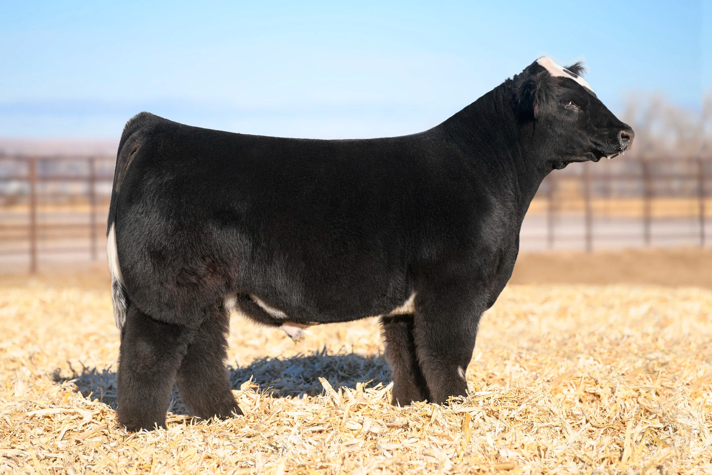 PDM Allegedly Club Calf Bull - Genesource