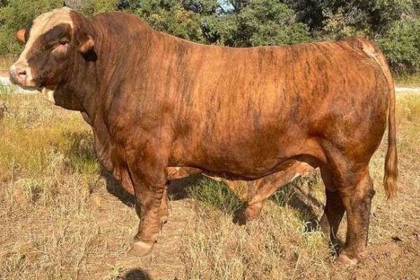 Nix Terragtor Bull Semen * Genesource