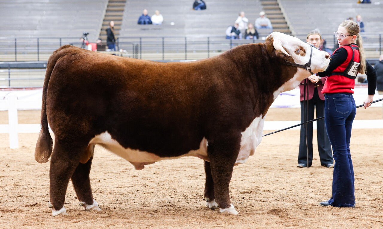 PAW 41 Gemini 304 Horned Herford Bull Genesurce