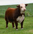PAW 41H Gemeini 304 Hereford Bull GeneSource