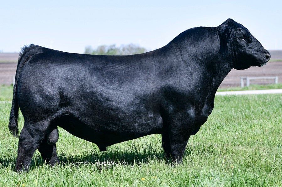 PVF Blacklist 7077 Angus Bull- Genesource
