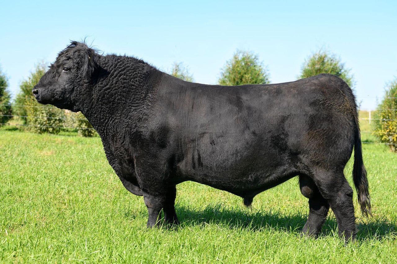 Plum Creek Paradox Bull Semen * Genesource