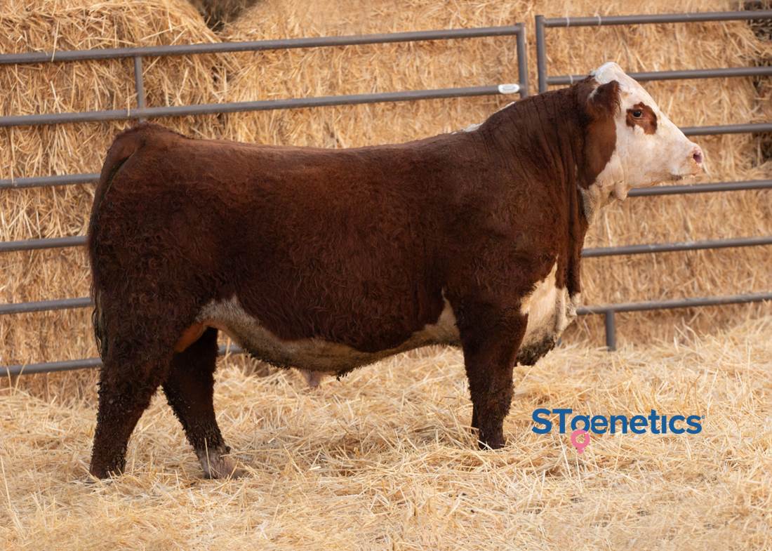 /S PROFOUND 44041 ET Polled Hereford Bull-Genesource