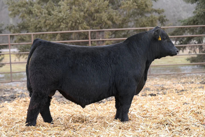 Chesnut Relax Angus Bull- Genesource