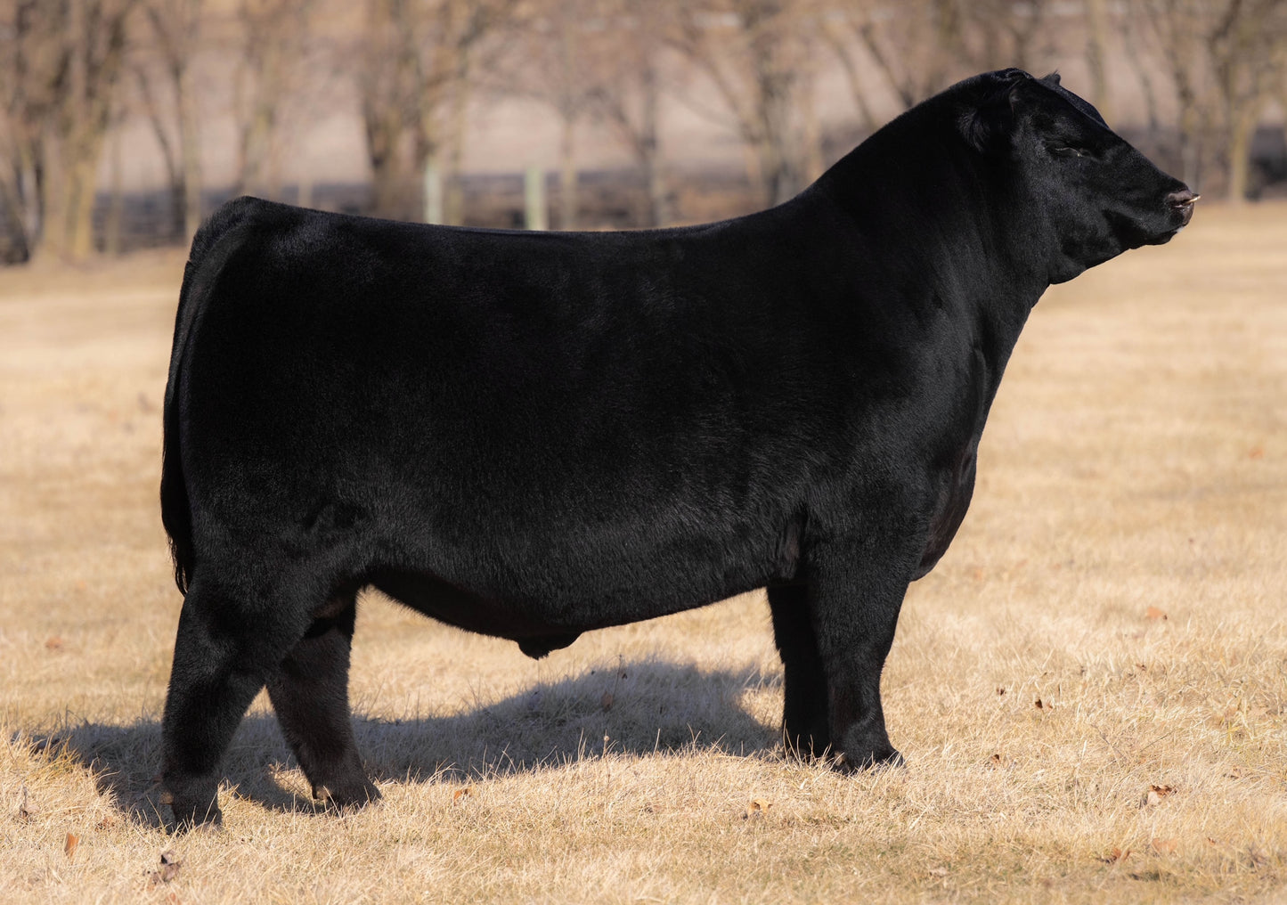 Rhode High Roller 34 Angus Bull- Genesource