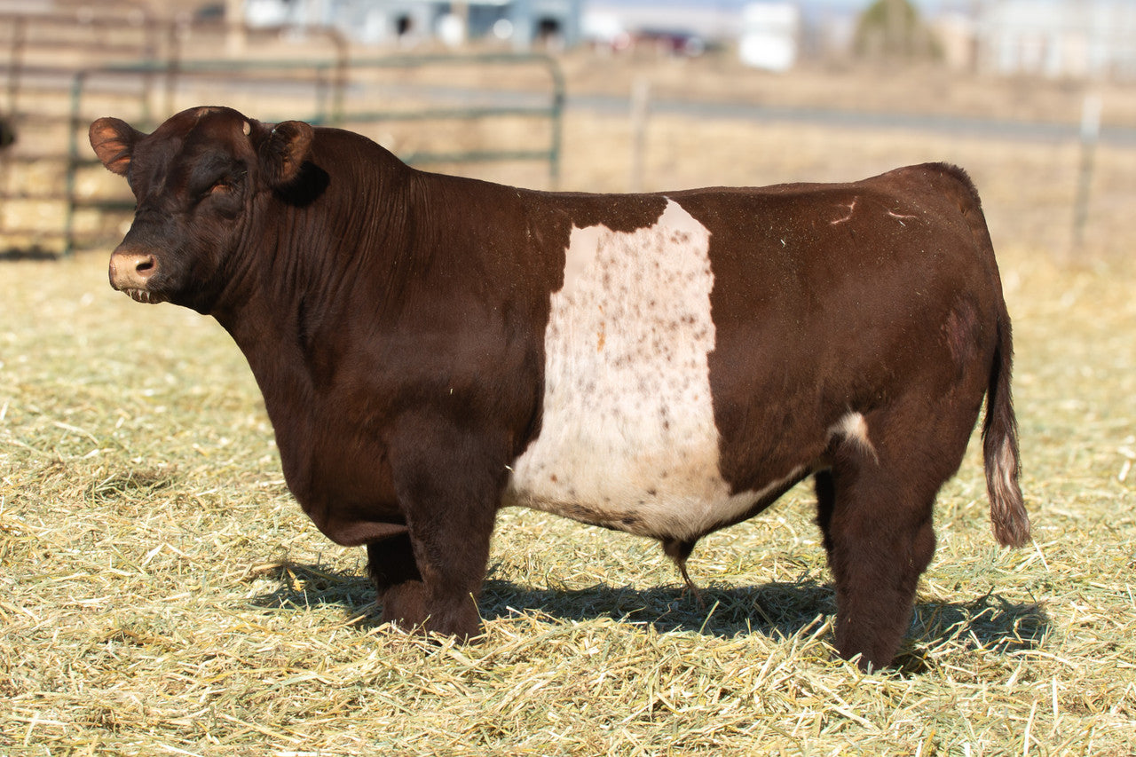 Rock Hound Club Calf Bull Genesource
