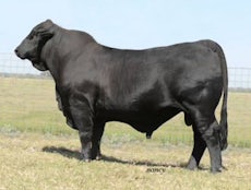 DDD Stock option 38y Brangus Bull Genesource