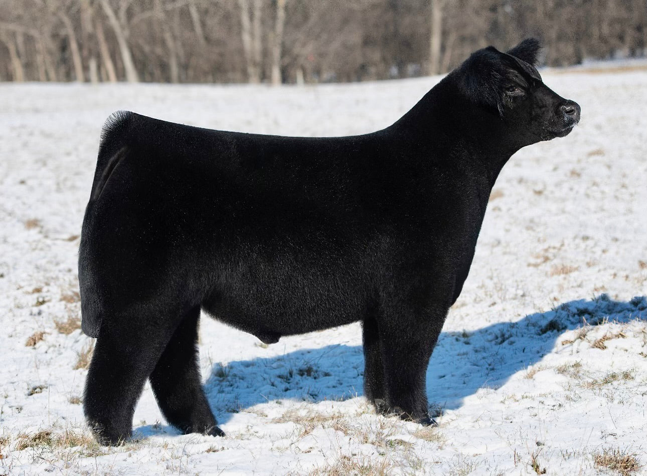 Thank Me Later Club Calf Bull- Genesource