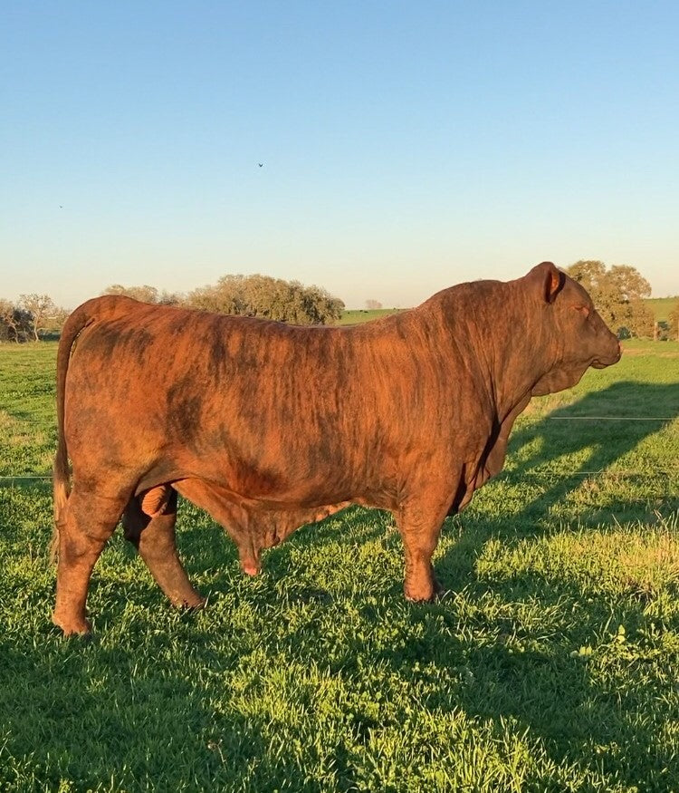 Tiger King American Influence Bull - Genesource