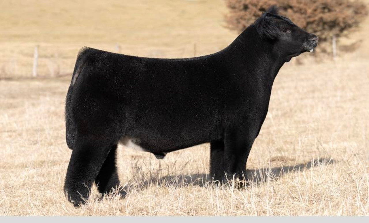 Walk With Faith Club Calf Bull Genesource