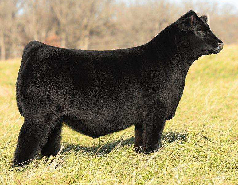 J6 We The People 411J ET Limousin Bull- Genesource