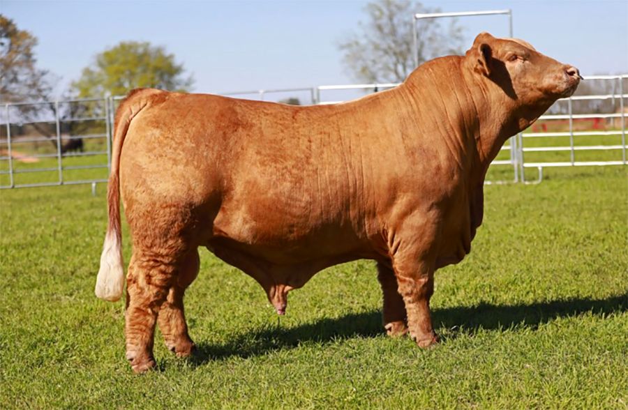 Hangtime Bull Semen * Genesource