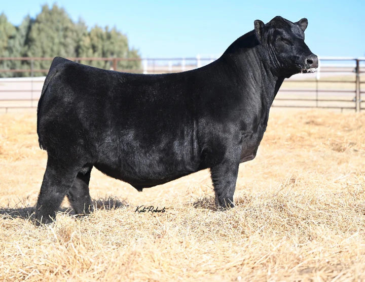 STAG HIGH TIDE 8022 516 Angus bull- Genesource