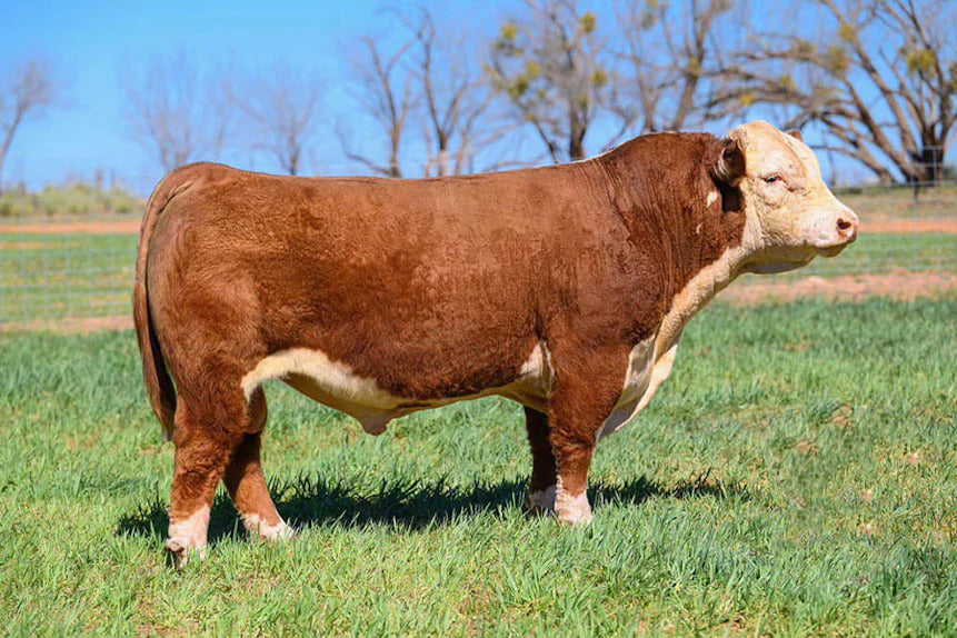 Arizona Bull Semen * Genesource