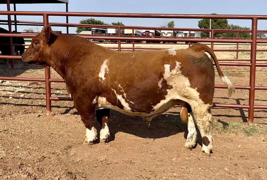 Dog Catcher Bull Semen * Genesource