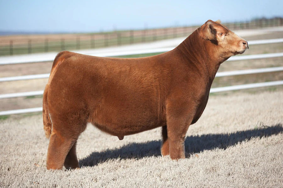 Duel Reformation Bull Semen * Genesource