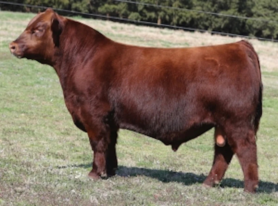 EGL GCC Red Eagle E7194 Bull Semen * Genesource
