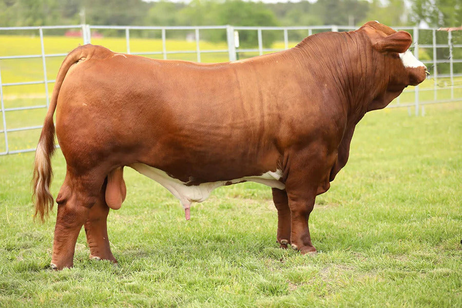 EZZ$ Bull Semen * Genesource