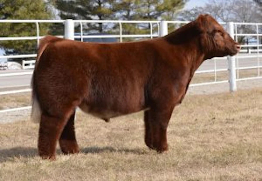 Art Of The Deal Bull Semen * Genesource